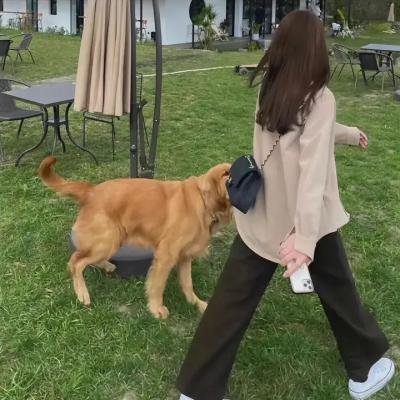 史酷比狗在线观看